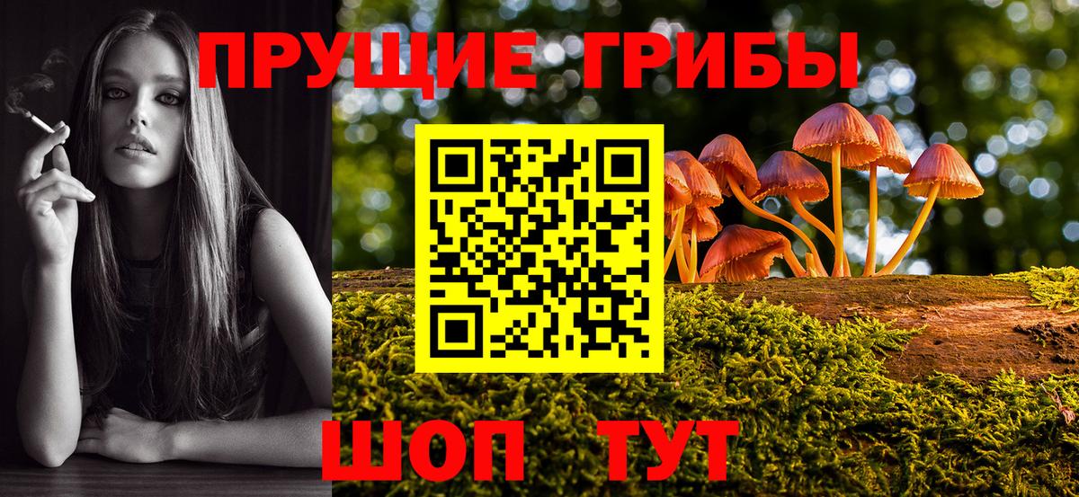 Псилоцибиновые грибы Psilocybe Дальнереченск